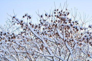 Tree branches covered with snow on blue sky background