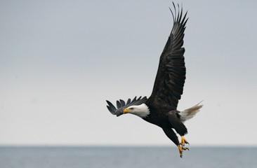 Blad Eagle in Flight