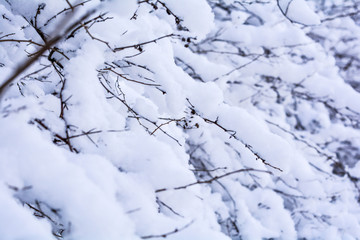 Fototapeta na wymiar Snow covered bush branches. Fluffy snow on tree branches