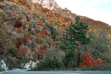 Obraz premium Asphalt mountain road among the yellow autumn trees and high rocks