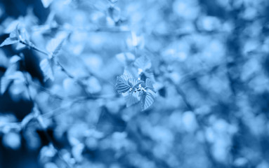 Beautiful young spring leaves on faded blurred background in trendy blue color. Trendy backdrop for your design. Color of the year 2020 concept. Copy space.