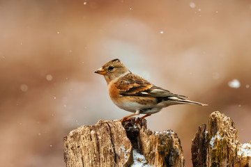 Brambling (Fringilla montifringilla) in winter