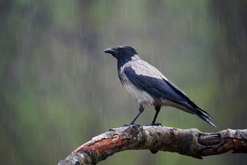 hooded crow (Corvus cornix) under the rain.