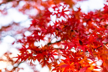 maple tree