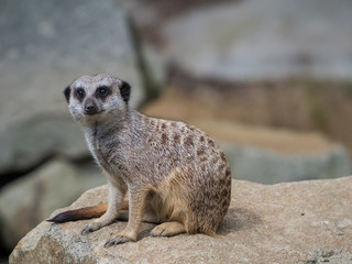 Edynburg / Szkocja - 23 sierpnia 2019: Surykatka w zoo w Edynburgu © Adam Wrobel