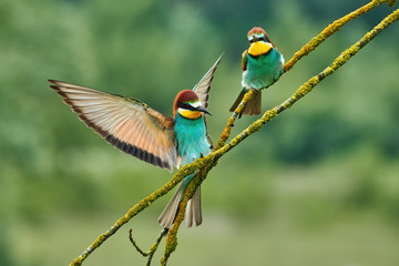 European bee-eater (Merops apiaster).