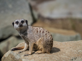 Edynburg / Szkocja - 23 sierpnia 2019: Surykatka w zoo w Edynburgu © Adam Wrobel