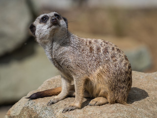 Edynburg / Szkocja - 23 sierpnia 2019: Surykatka w zoo w Edynburgu © Adam Wrobel