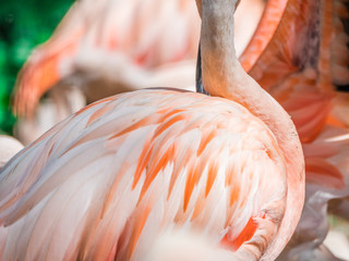 Edynburg / Szkocja - 23 sierpnia 2019: Pióra flaminga różowy w zoo w Edynburg