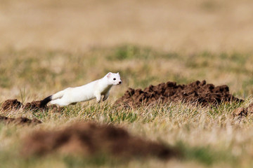 Hermelin (Mustela erminea) im weißen Winterfell zwischen Maulwurfshügeln, Hessen, Deutschland