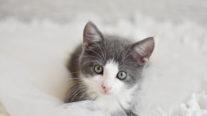 kitten with green eyes