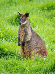 Edynburg / Szkocja - 23 sierpnia 2019: Kangur w zoo w Edynburgu