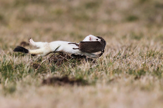 Hermelin (Mustela erminea) rennt mit erbeuteter Schermaus (Arvicola amphibius), Hessen, Deutschland