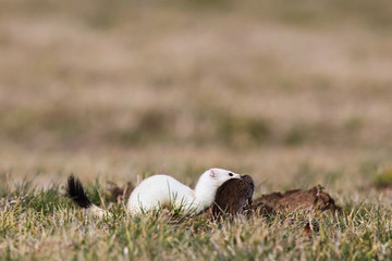 Hermelin (Mustela erminea) rennt mit erbeuteter Schermaus (Arvicola amphibius), Hessen, Deutschland