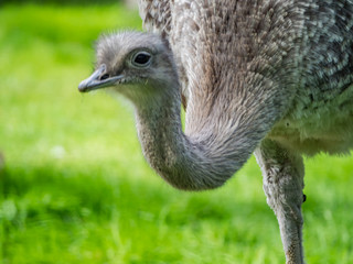 Edynburg / Szkocja - 23 sierpnia 2019: Struś w zoo w Edynburgu © Adam Wrobel