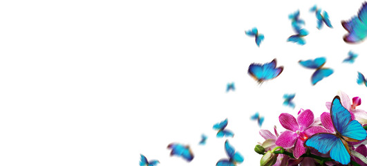 Obraz na płótnie Canvas colorful flying butterflies. tropical nature. bright blue tropical morpho butterflies on colorful orchid flowers isolated on white. beautiful colorful orchids. copy spaces 