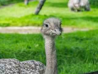 Edynburg / Szkocja - 23 sierpnia 2019: Struś w zoo w Edynburgu