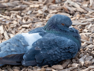 Pigeon 2
