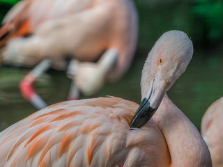 Edynburg / Szkocja - 23 sierpnia 2019: Flaming różowy w zoo w Edynburgu