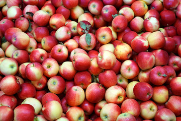 picked red empire apples background in the harvest season