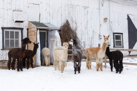 Group of different coloured alpacas standing in a pen covered in fresh snow during a winter afternoon, Quebec City, Quebec, Canada