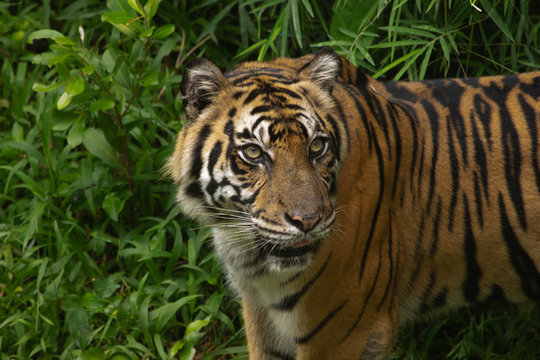 Sumatran tigers soak in the zoo