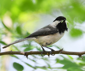 close up on black capped chickadee bird on the tree branch