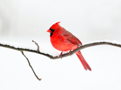 male red cardinal standing on tree branch after snow
