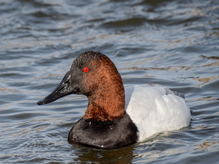 Canvasback 2