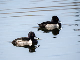 Ring-Necked Duck 1