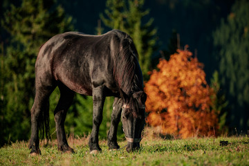 portrait of a black Friesian horse