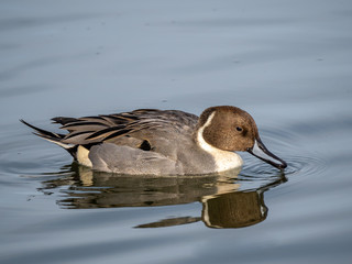 Northern Pintail 1