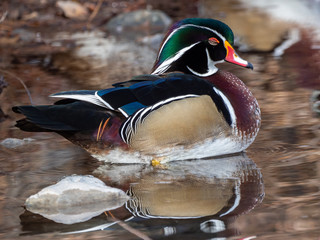 Wood Duck 2