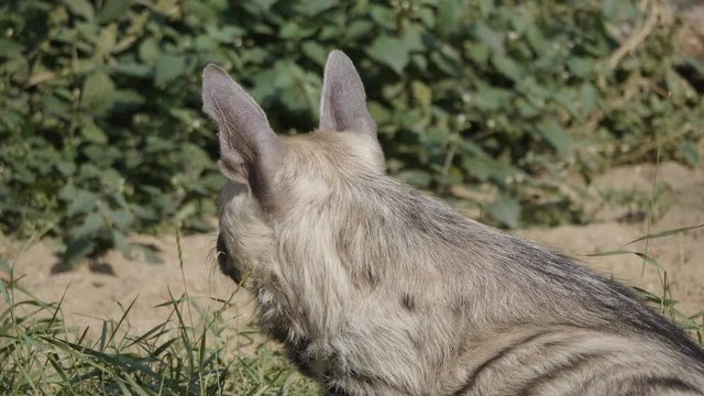 Portrait of a spotted hyena in the shade of trees.