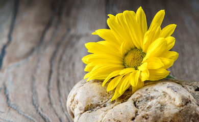 yellow daisies on a rock on wooden floor