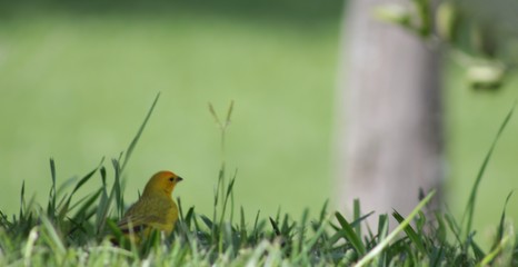 Pajaro pequeño observando