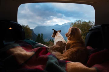 Rolgordijnen hond kamperen in de auto. Nova Scotia Duck Tolling Retriever en Jack Russell Terrier in de bagageruimte. Huisdieren op vakantie. © annaav