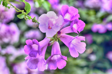 Purple Garlic Vine blooming on tree