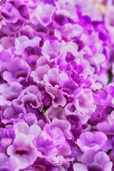 Purple Garlic Vine blooming on tree