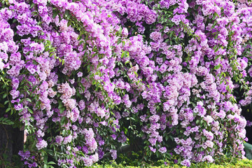 Purple Garlic Vine blooming on tree