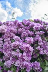Fototapeta premium Purple Garlic Vine blooming on tree
