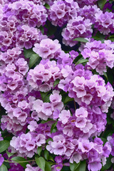 Purple Garlic Vine blooming on tree