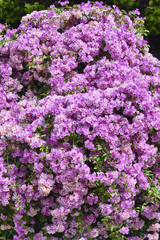 Obraz premium Purple Garlic Vine blooming on tree