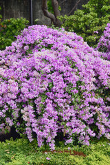 Obraz premium Purple Garlic Vine blooming on tree