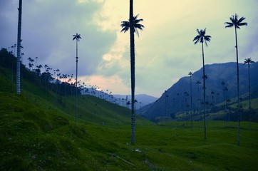 La palma de cera en el Quindio, Colombia