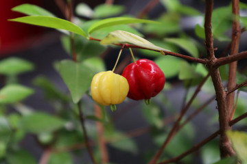 Red and Yellow Cermai or Star Gooseberry on tree close-up