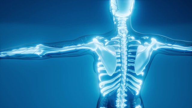 medical science illustration of human skeleton bones