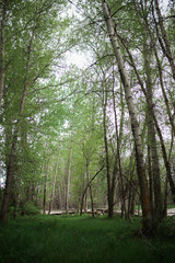 mystical forrest path 