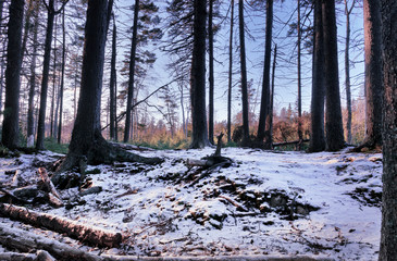 On a beautiful late autumn day in early December freshly fallen snow covers the forest ground in Hemlock Ravine Park.  Sunshine not blocked by the trees paints the snow with light.