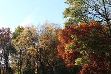 FALL TREES - VARIOUS COLORS, VARIOUS CLOSE UPS AND VARIOUS VISTAS